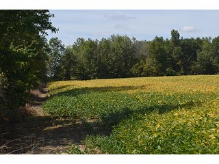 Property photo 8 - LAND AUCTION - 99+/- Acres offered in 4 Tracts or Combinations in Allen County
